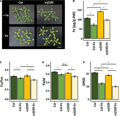 Ethylene Response Factor109 Attunes Immunity, Photosynthesis, and Iron Homeostasis in Arabidopsis Leaves